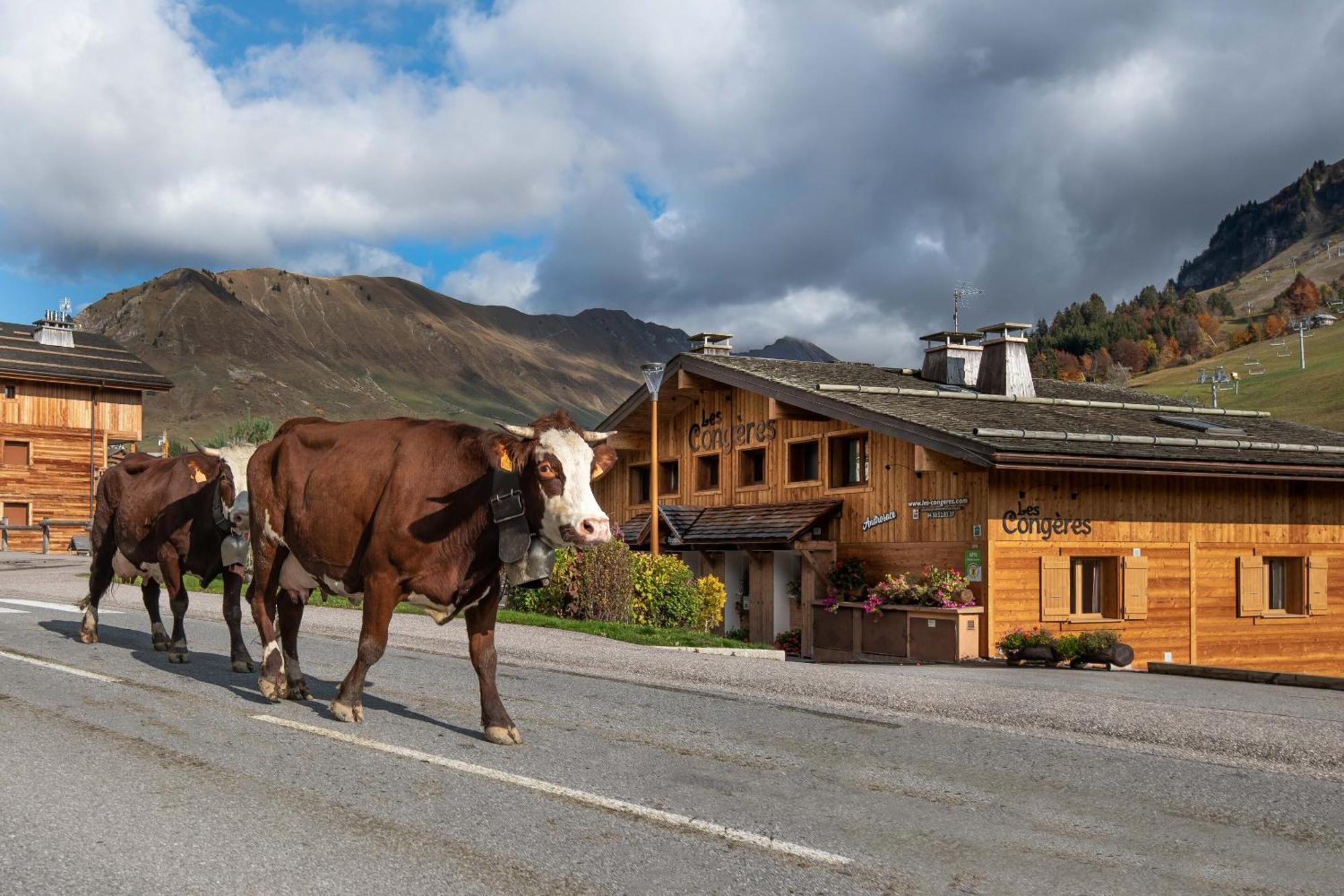 Les Congeres Villa Le Grand-Bornand Rom bilde